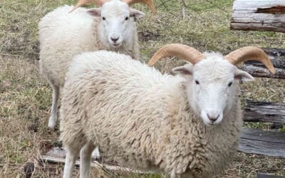 Shear Fun During Sheep Shearing Season