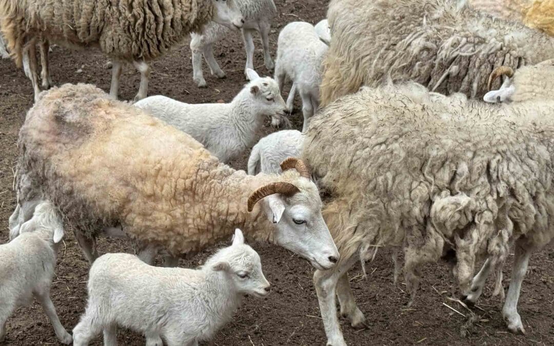 Gulf Coast Native Sheep