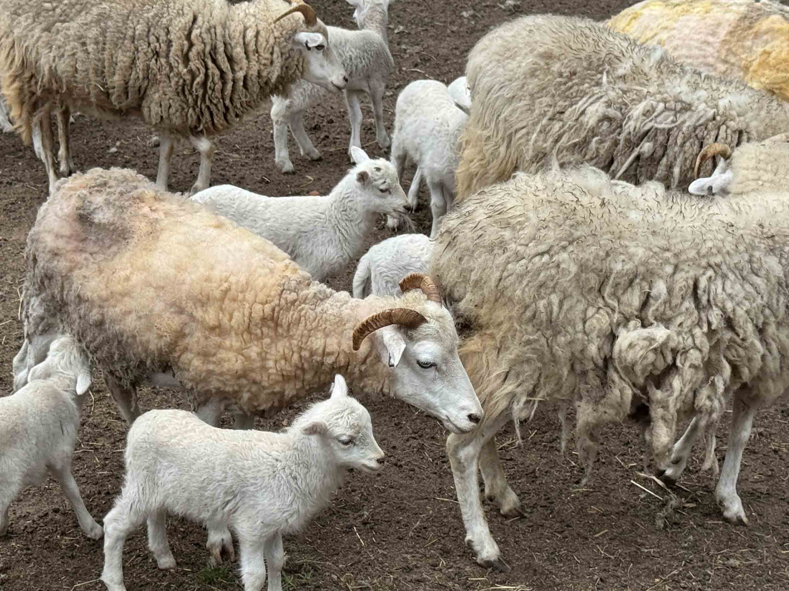 Flock of Gulf Coast Native Sheep