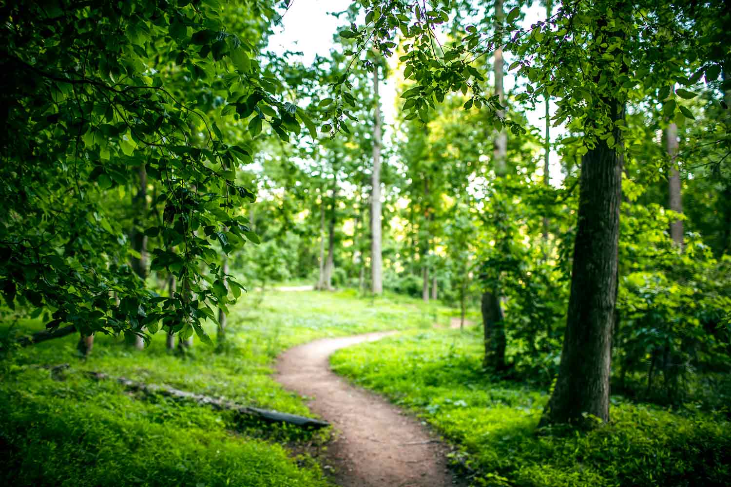 Woodland Trail image from Endless Trail exhibit