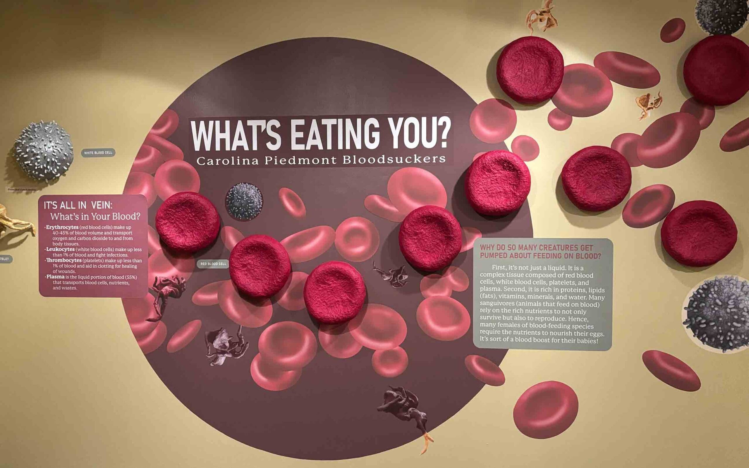 Carolina Piedmont Bloodsuckers Exhibit Title Wall